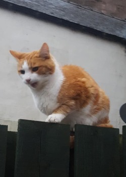 ginger and white cat Whisky up on fence talking meow